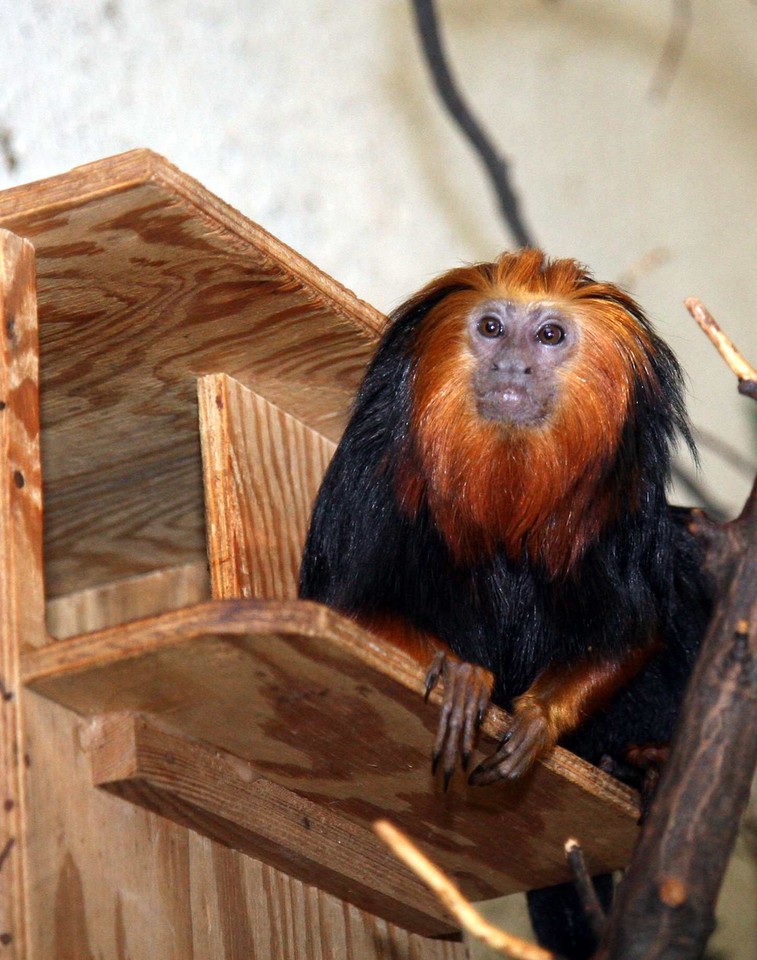 POZNAŃ ZOO MAŁPKI