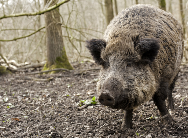 Kolejne przypadki afrykańskiego pomoru świń na Podlasiu