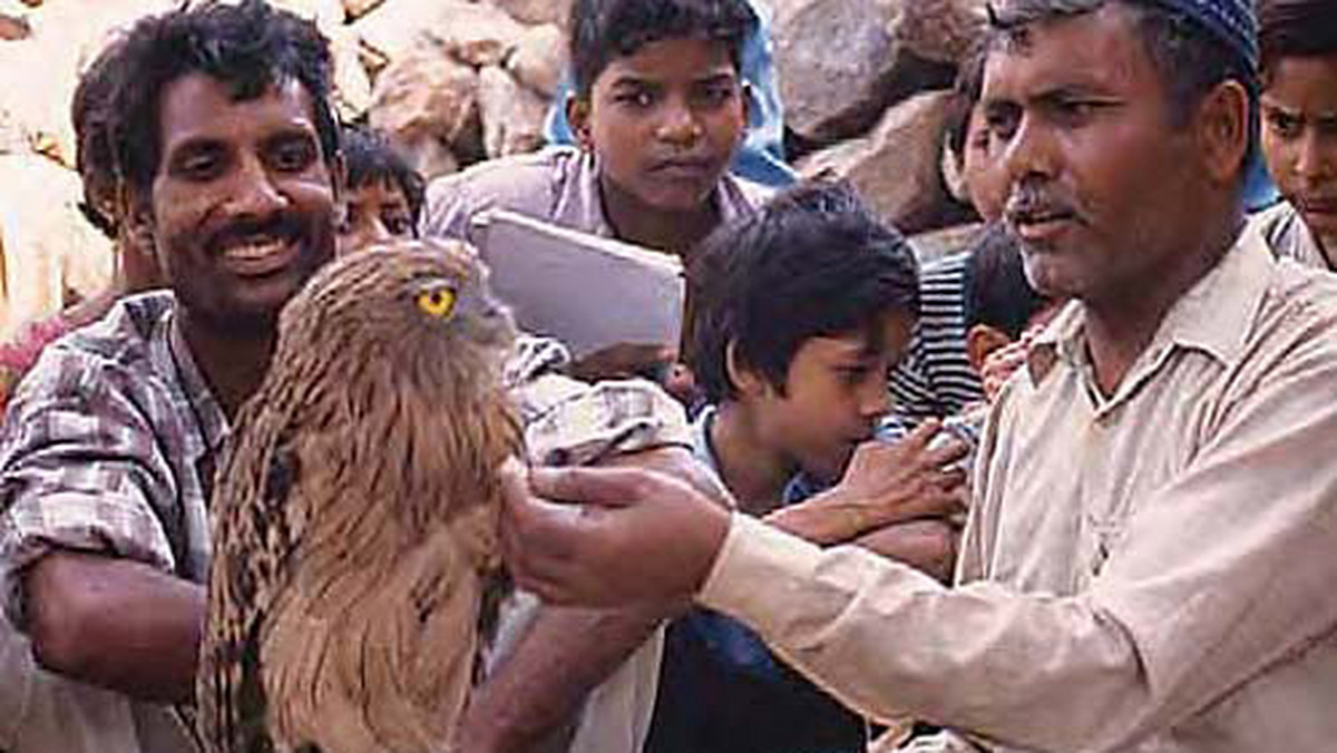 W Indiach maleje liczba dzikich sów. Przez Harry'ego Pottera, bohatera powieści Joan Rowling i serii filmów, w których występuje też sowa Hedwiga. Winą za zagrożenie sowiej populacji obarcza powieściowego bohatera indyjski minister środowiska Jairam Ramesh.
