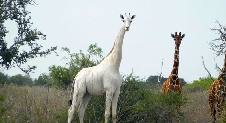 Kenya's only female white giraffe and her calf slaughtered by poachers. (Twitter/Nation)