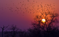 Park Narodowy Krugera, czyli dzika strona Afryki