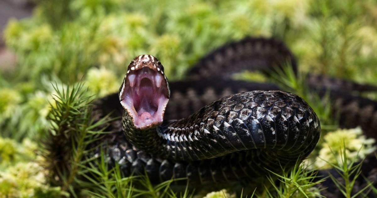 Węże w Polsce. Ten gatunek jest aktywny późną jesienią. Lepiej patrzeć pod nogi