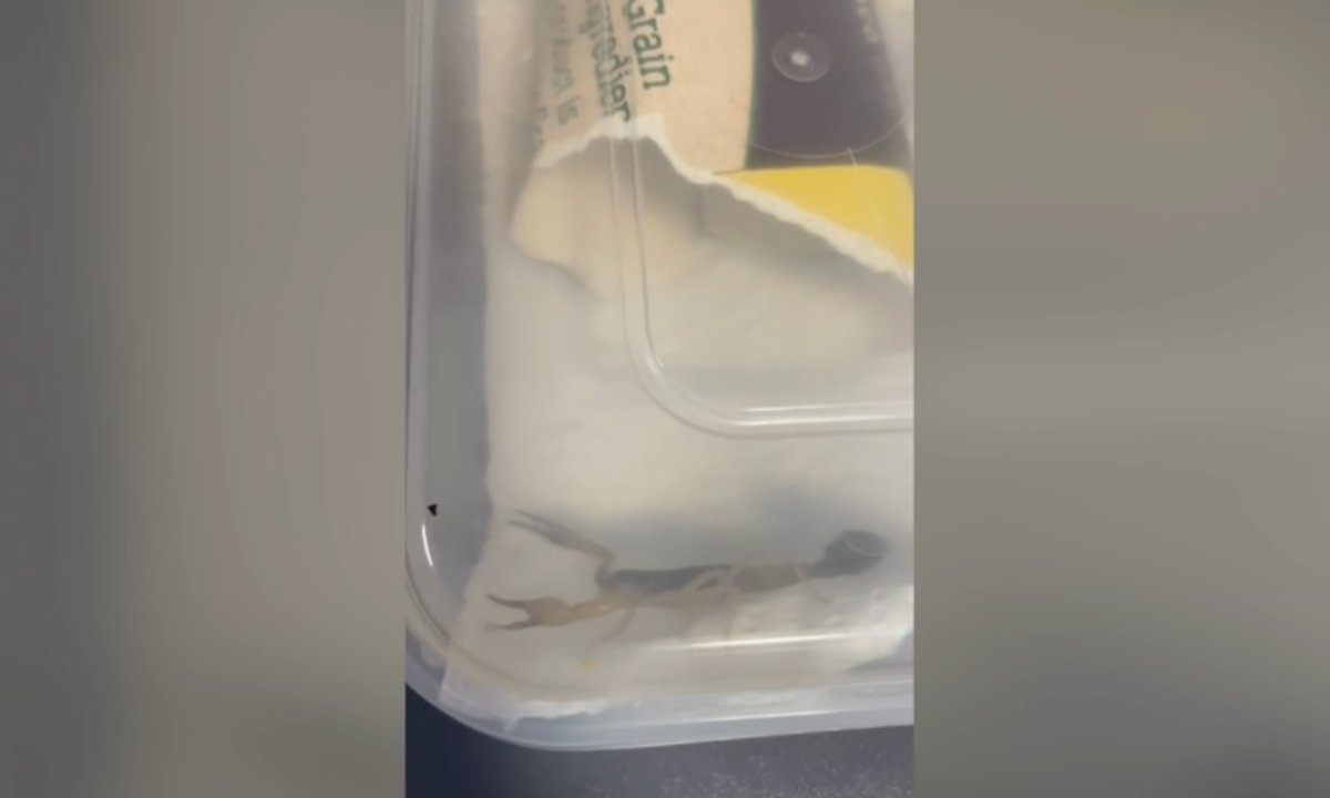 Zamówiła przesyłkę w sieci. Zamarła, gdy zobaczyła co jest w środku oprócz butów