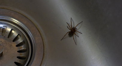 Te pająki masowo wchodzą do naszych domów i czają się w zakamarkach. Czy są groźne?