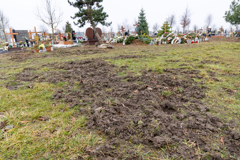Zgroza! Przewrócone krzyże, zniszczone mogiły ... Dziki ryją w grobach na szczecińskim cmentarzu!
