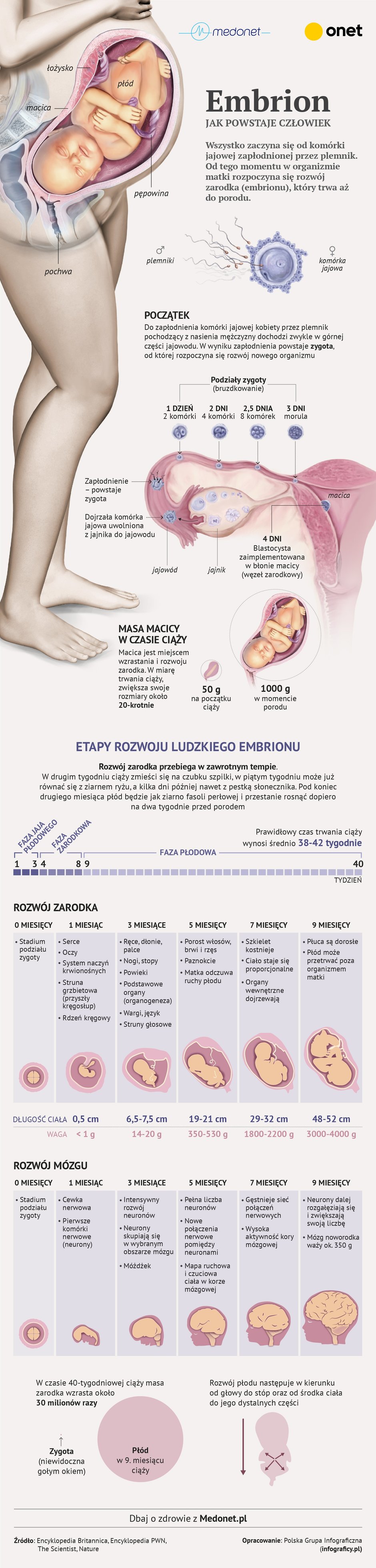 Jak powstaje człowiek [INFOGRAFIKA]