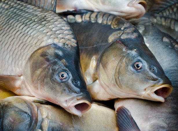 Karp drożeje. W Wigilię będzie luksusem?