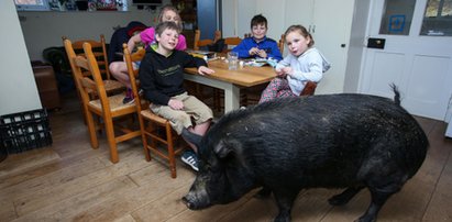 Zamiast na stół, trafiła do kochającej rodziny. Dziś waży prawie 130 kg i rządzi domem!