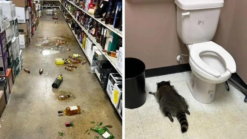 Životinja je pronađena onesvešćena u kupatilu | Foto: BBC/HANOVER COUNTY ANIMAL PROTECTION AND SHELTER