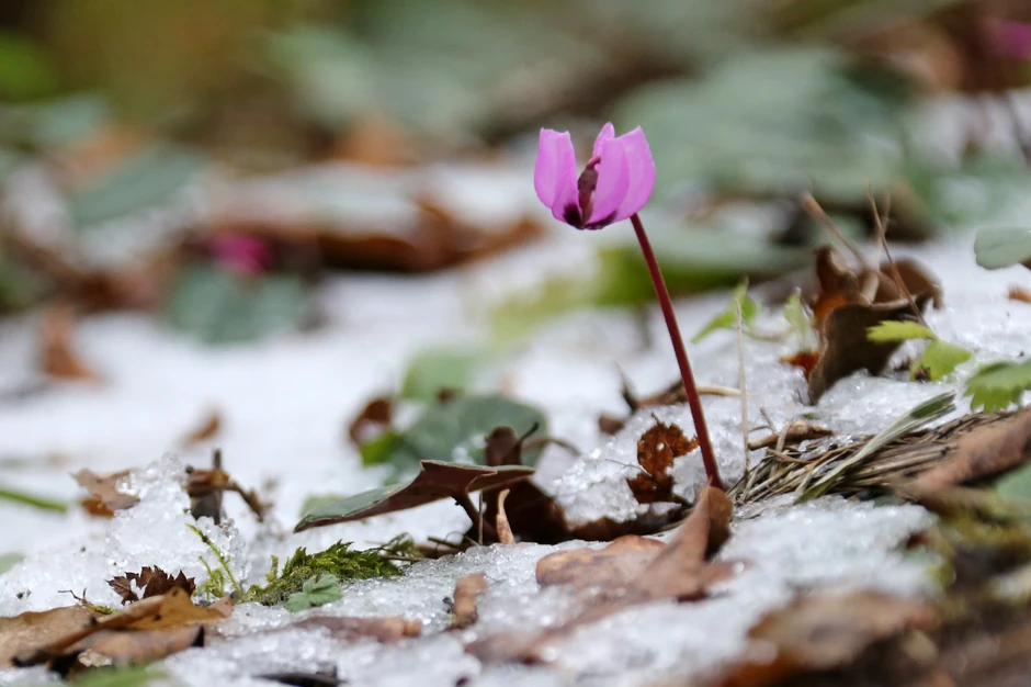 Kraj januara u Sočiju