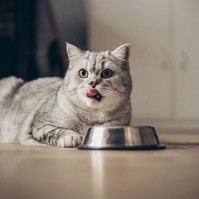 Ezeket az ételeket soha ne adja a macskájának – akár komoly gondokat is okozhat velük!