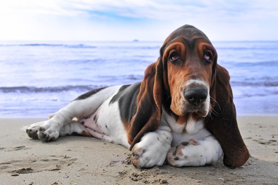 Miejsce 10: basset