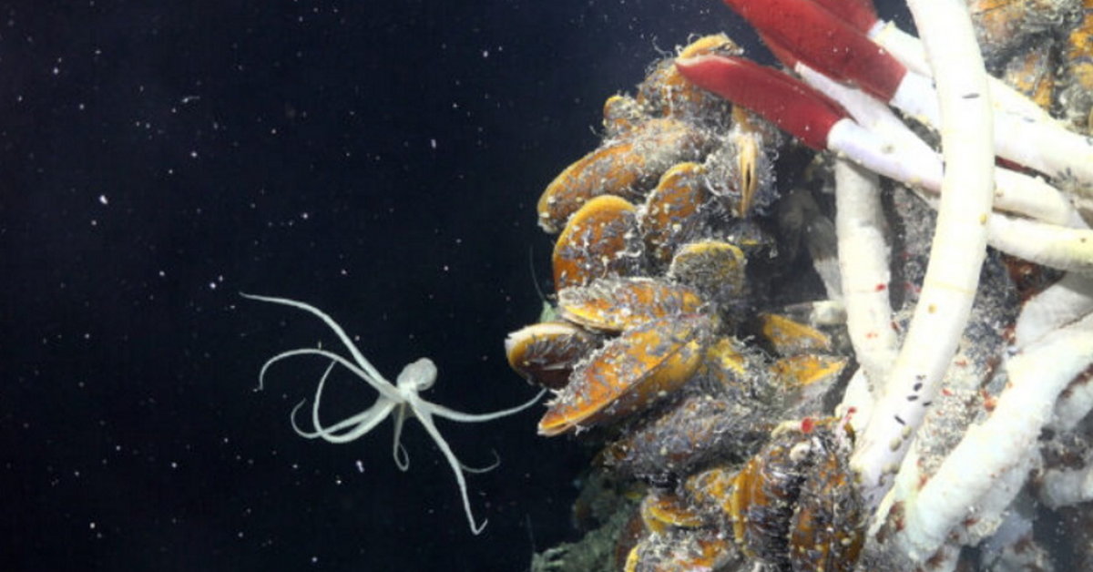 A new ecosystem full of unknown creatures has been discovered beneath the ocean floor