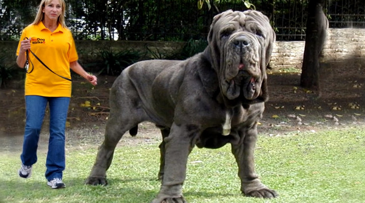 Hercules, az óriás kutya csak fotómanipuláció eredménye/Fotó:Youtube
