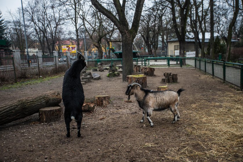 Rewitalizacja Starego Zoo w Poznaniu