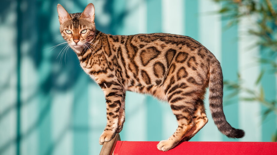 Kot bengalski wyróżnia się nietypowym wzorem na ciele - krappweis/stock.adobe.com