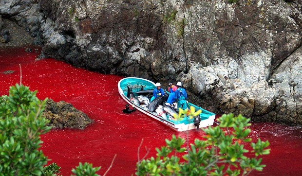 67759_japan-delfini101-afp-sea-shepherd-conservation