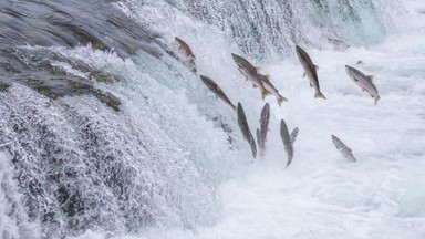 Chile: łososie uciekły z hodowli na wolność. Podawano im groźne antybiotyki