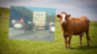 Krowa uciekinierka wywołała chaos na autostradzie [WIDEO]