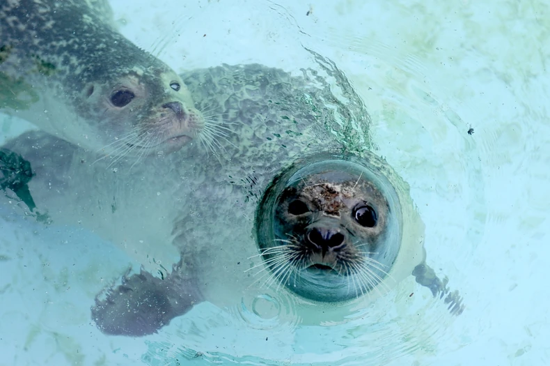 Foke dobro podnose vrelinu