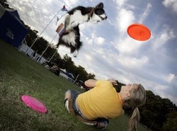 Wolą latać za talerzem, niż siedzieć przy misce