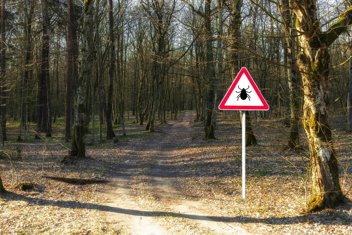 Kleszcze w natarciu. Sezon w pełni. Jak chronić się przed groźnymi chorobami?