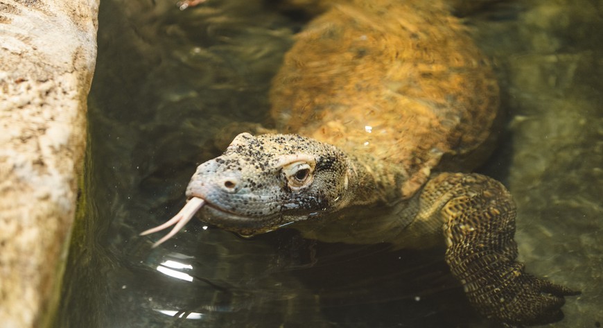 Nowy waran z Komodo we wrocławskim zoo