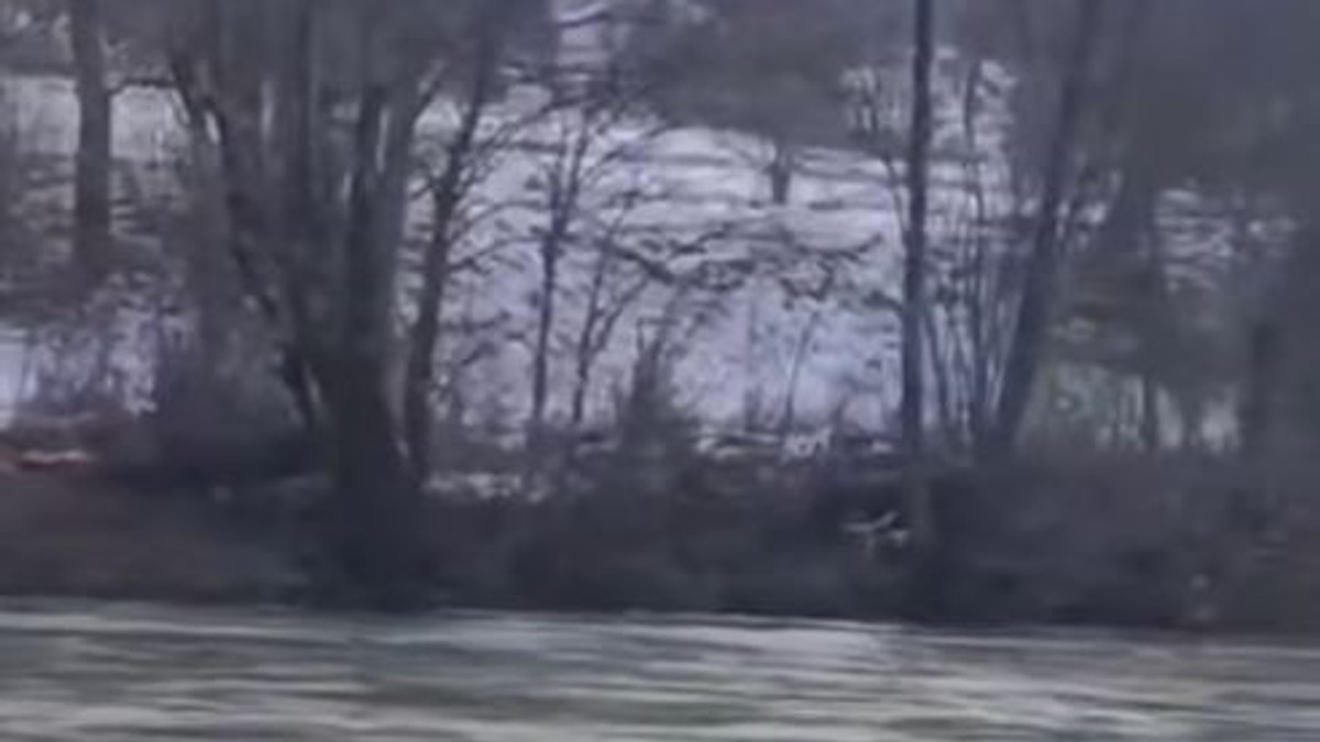 Srna pliva maticom Lima