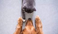 Pies czy kot? Szybki quiz. Prawdziwy zwierzolub zdobędzie minimum 80 proc.