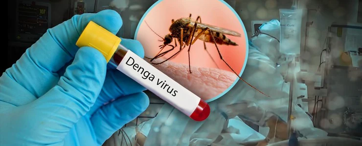 denga virus