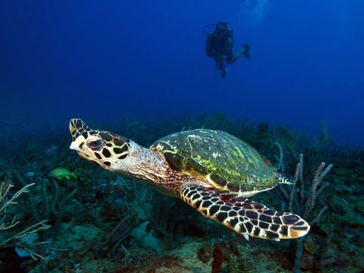 Grenada - spokojny zakątek Karaibów