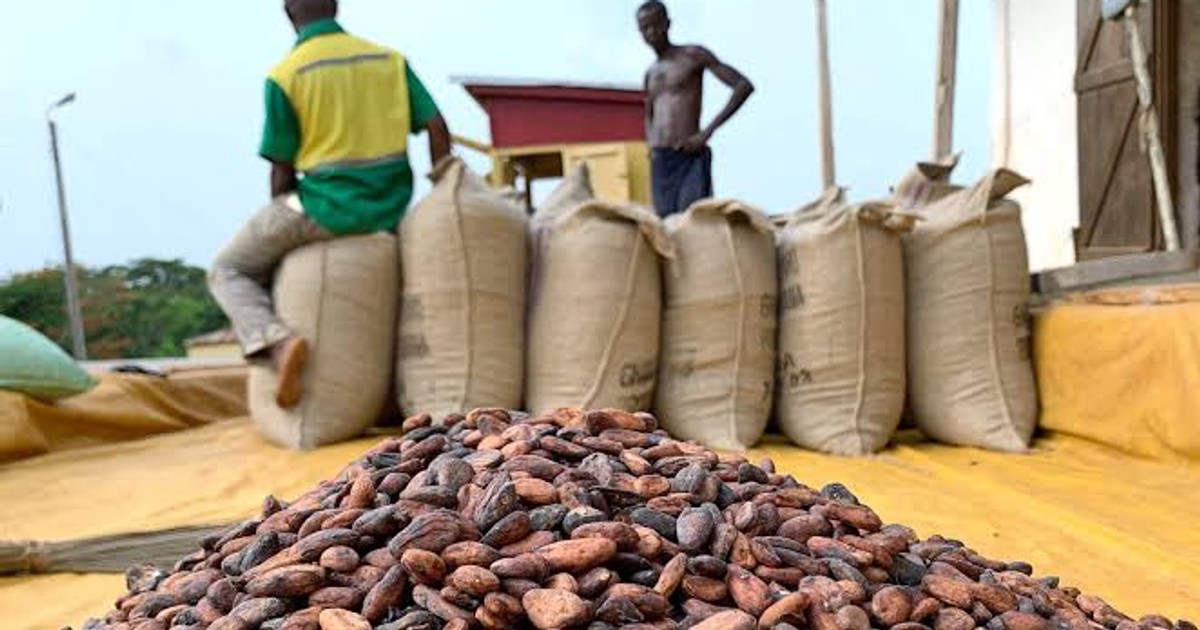Ghana’s COCOBOD Raises $288M to Restart Cocoa Payments as Season Launches