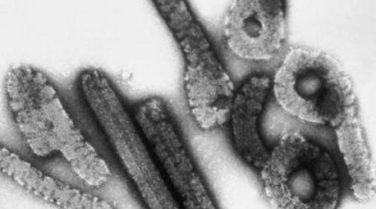 Újabb halálos vírus jelent meg Afrikában