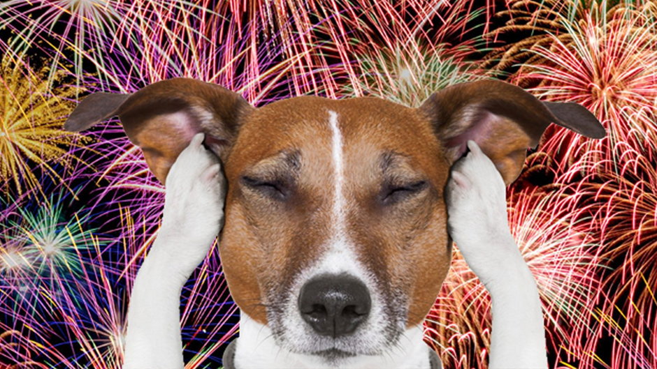 Dlaczego psy boją się fajerwerków?