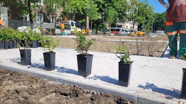 Niespełna miesiąc temu w alei Róż zasadzono lipy drobnolistne. Drzewa już się zazieleniły, teraz przyszedł czas na róże.
