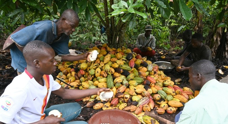 Cocoa farmers