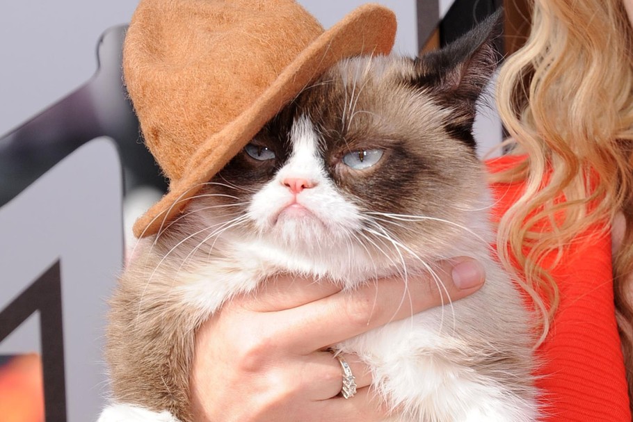 Grumpy Cat