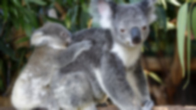 Australia: łapanie koali i znakowanie rekinów