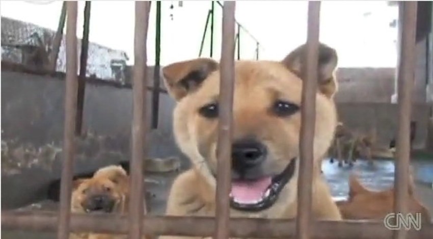 Jedan od pasa u Kini čija je sudbina da završe kao hrana