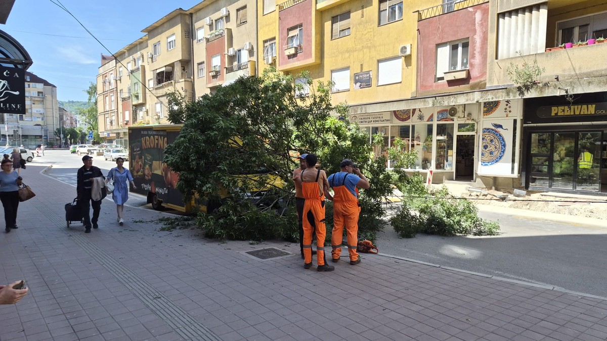 Obrenovićeva ulica u Nišu: Palo veliko drvo na kolovoz, preko haube dostavnog kamiona