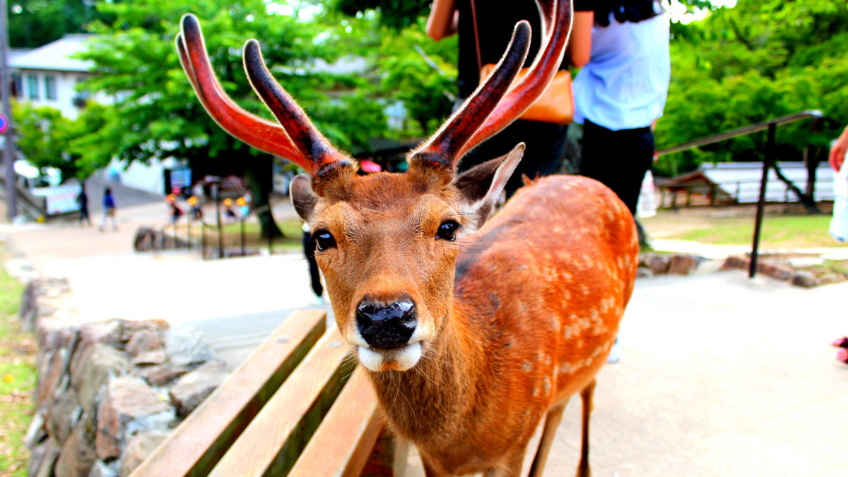 <strong>Dziewięć dzikich jeleni z popularnego wśród turystów parku w mieście Nara na zachodzie Japonii padło w ostatnim czasie po połknięciu plastiku - poinformowały służby weterynaryjne lokalnej fundacji, cytowane w środę przez agencję Associated Press.</strong>