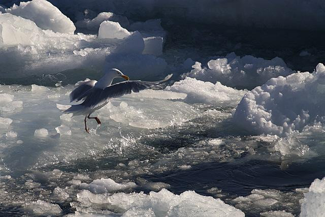 Galeria Wystawa polarnej fotografii przyrodniczej "Ptaki Spitsbergenu", obrazek 19