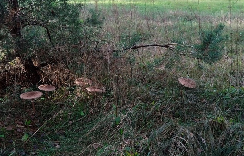 Kanie obrodziły w chroberskich lasach