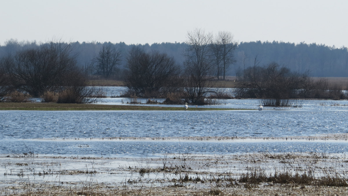 Ruszają przetargi na dzierżawę łąk, którymi zarządza Biebrzański Park Narodowy. Osoby, które je wygrają, zobowiązane będą do ich koszenia. Będą mogły za to otrzymać stosowne dopłaty z funduszy Unii Europejskiej.