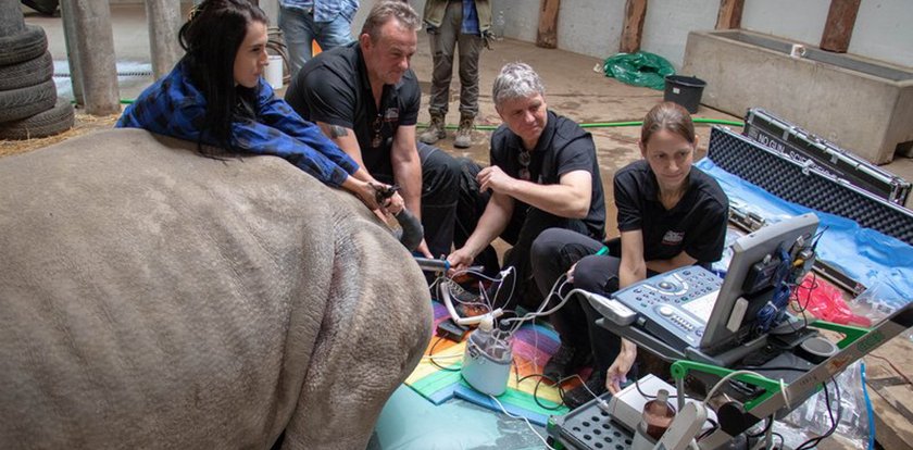 Hope z wizytą u ginekologa! Wielka operacja w Śląskim Ogrodzie Zoologicznym 