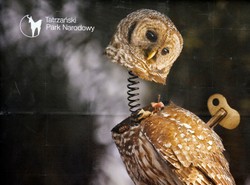 Nakręcana sowa uczy mądrej turystyki