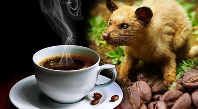 Did you know the world's most expensive coffee is made from animal poop?
