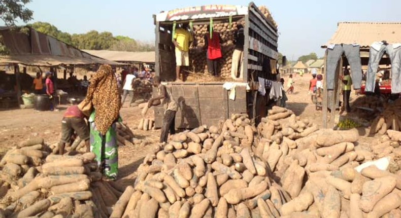 Zaki Biam Yam Market, Benue state Nigeria is the largest yam market in West Africa.