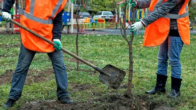 Przedsiębiorcy dopłacą do zieleni w mieście. Warszawa uruchamia specjalny fundusz