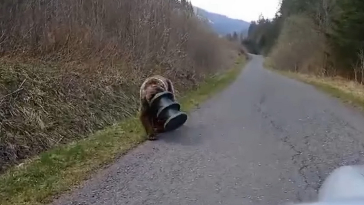 Niedźwiedź wetknął głowę w cylinder. Nie jadł przez 17 dni [WIDEO]